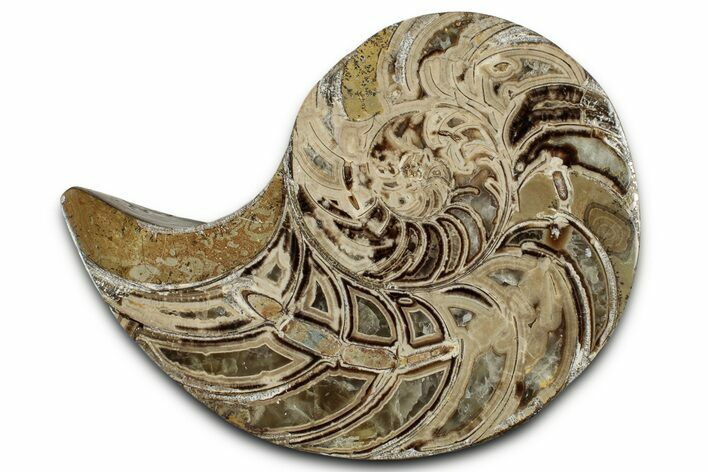 Cut & Polished Jurassic Nautilus Fossil (Half) - Madagascar #328071